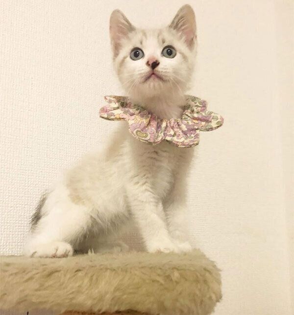 キャットタワーに乗るふくまるくん