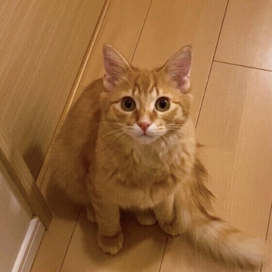 MIXのベリルくん