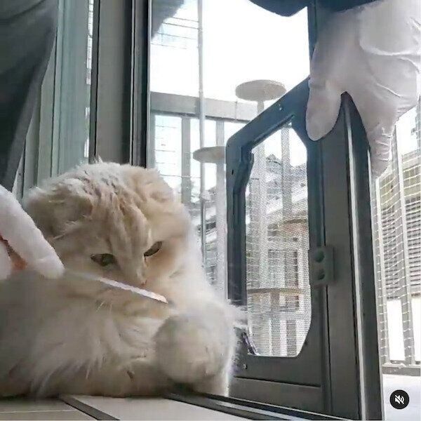 猫のペットドア