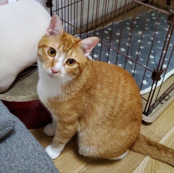 茶トラ猫のもなかちゃん