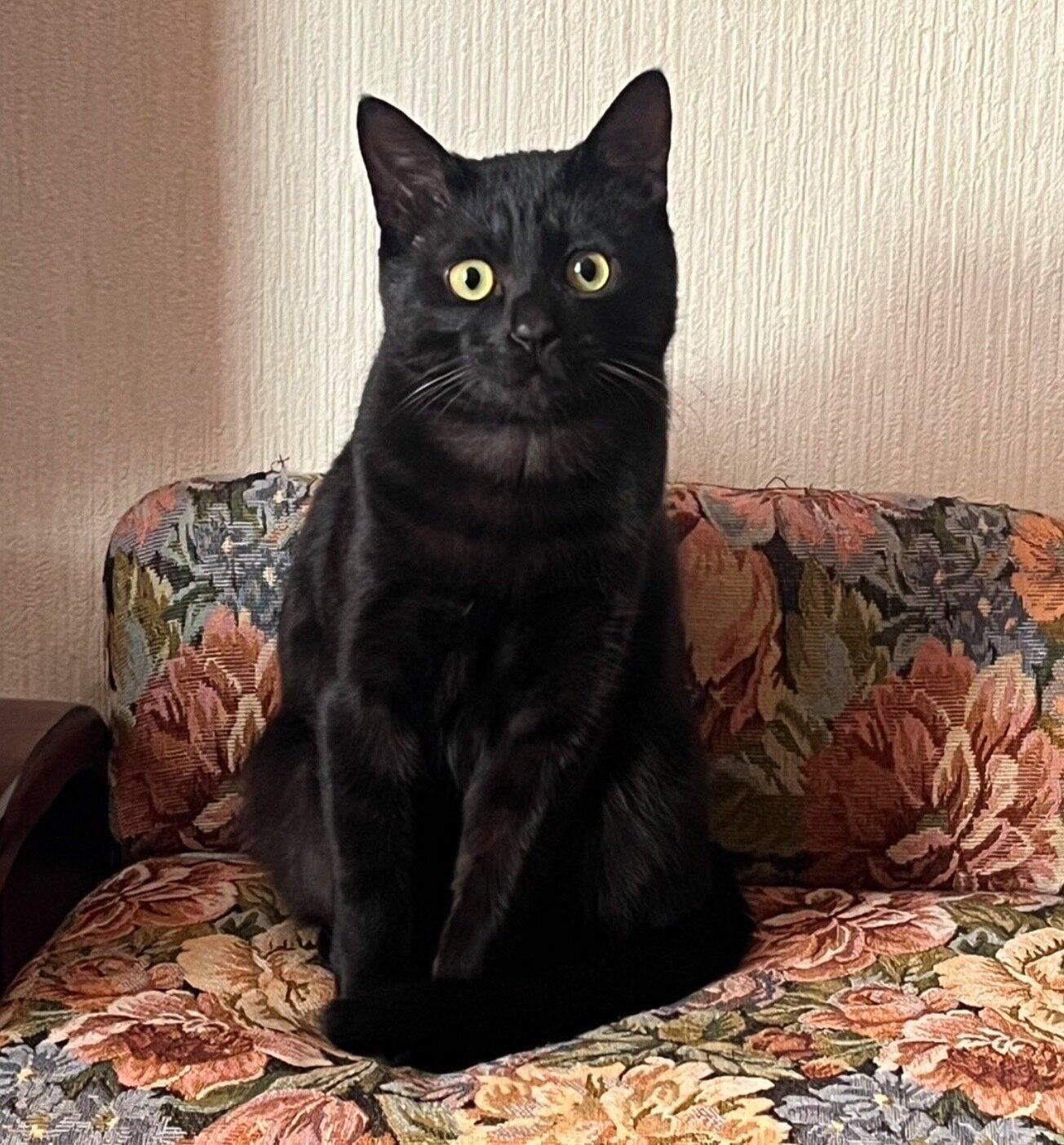 見つめるサラミくん