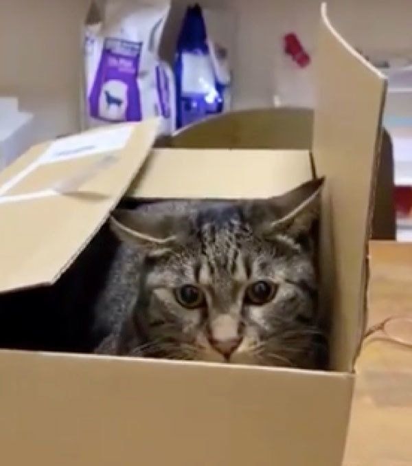 箱に入るフウちゃん