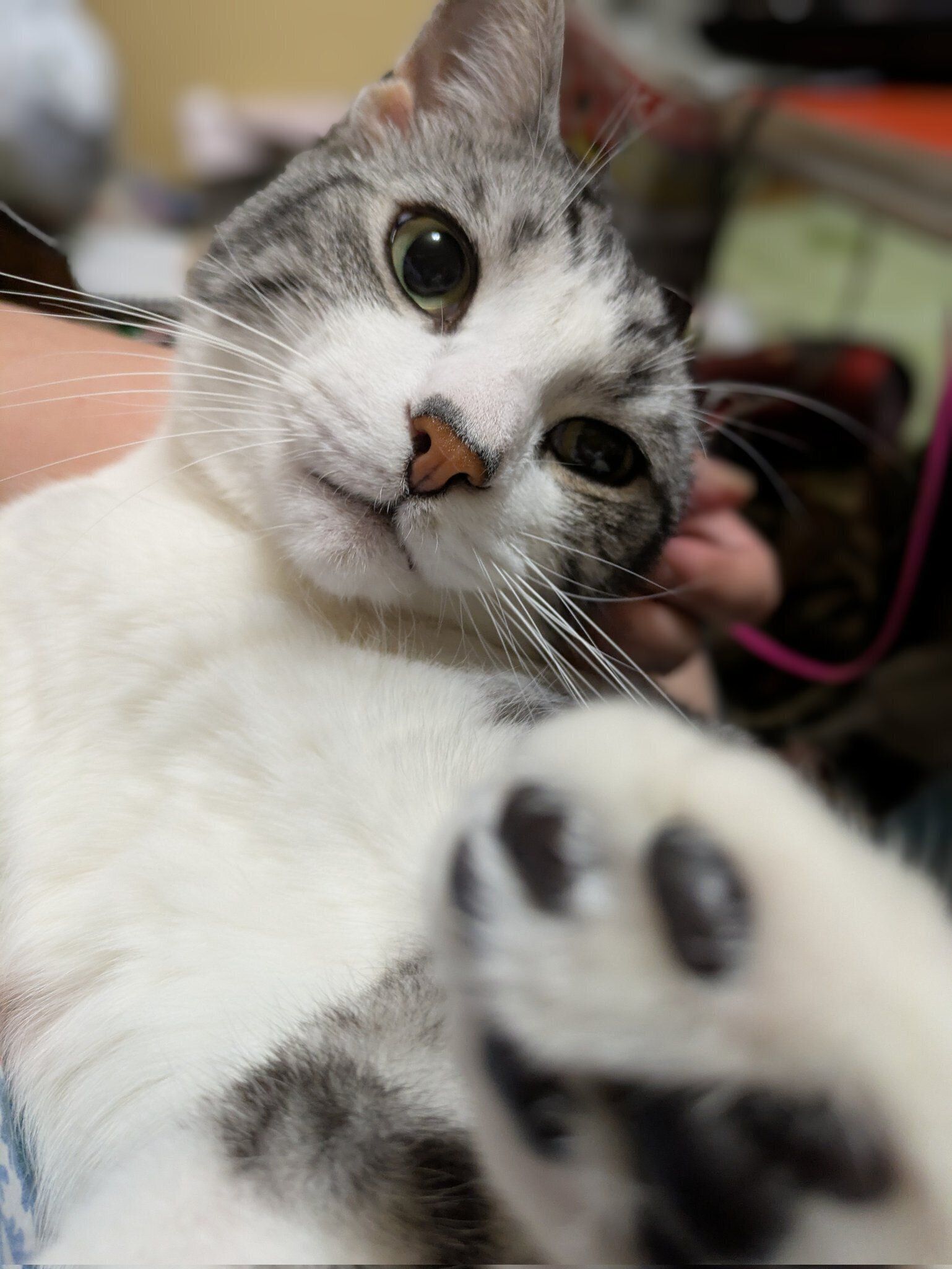 抱っこされているマンチカン