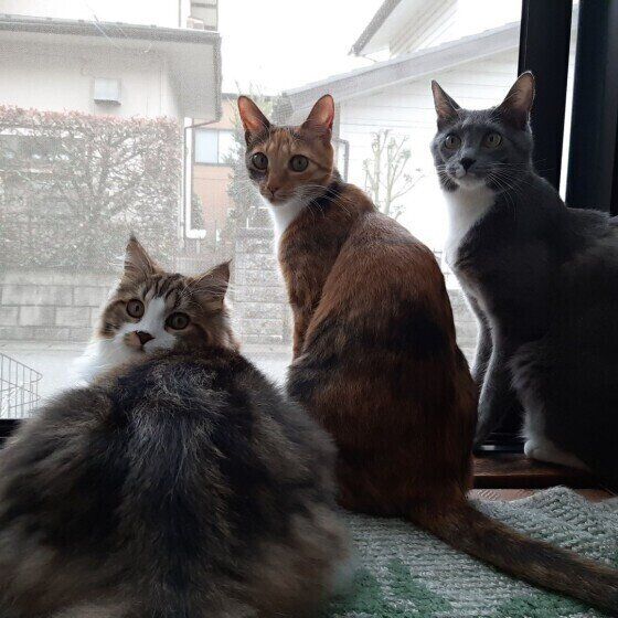 窓の外を見る3匹の猫