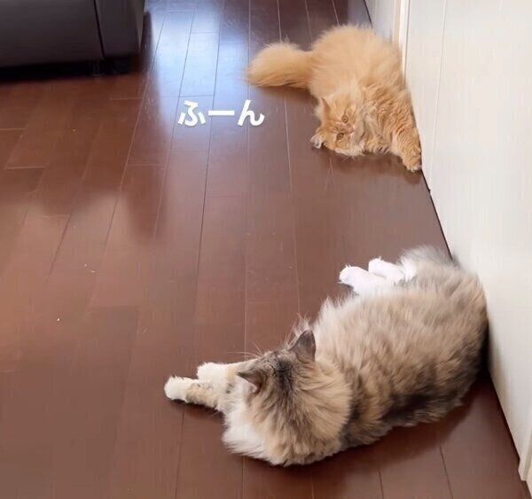 塩対応で出迎えるきなこちゃんとあんこちゃん