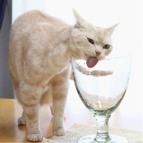 ちゅ〜る好きなニャンコ