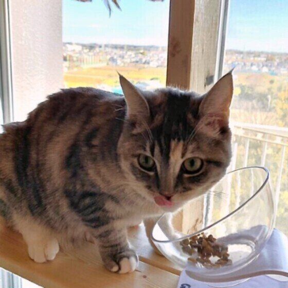 フードにがっつくごま子ちゃん