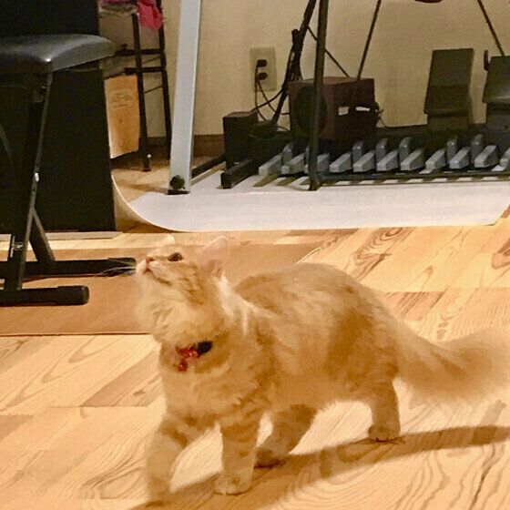 上を見つめて歩くノルウェージアンフォレストキャットのラピスちゃん