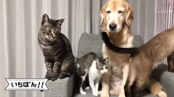 犬を取り囲む猫たち