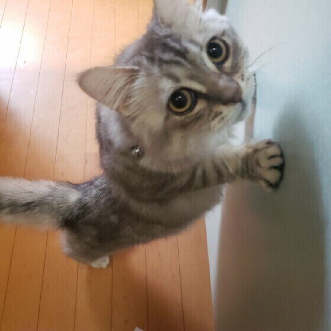 にゃ にゃ にゃお ん 猫は鳴き方を変えている 鳴き声別の猫の気持ちを解説 ねこのきもちweb Magazine にゃ にゃ にゃお ん 猫は鳴き方を変えている 鳴き声別の猫の気持ちを解説 ねこのきもちweb Magazine