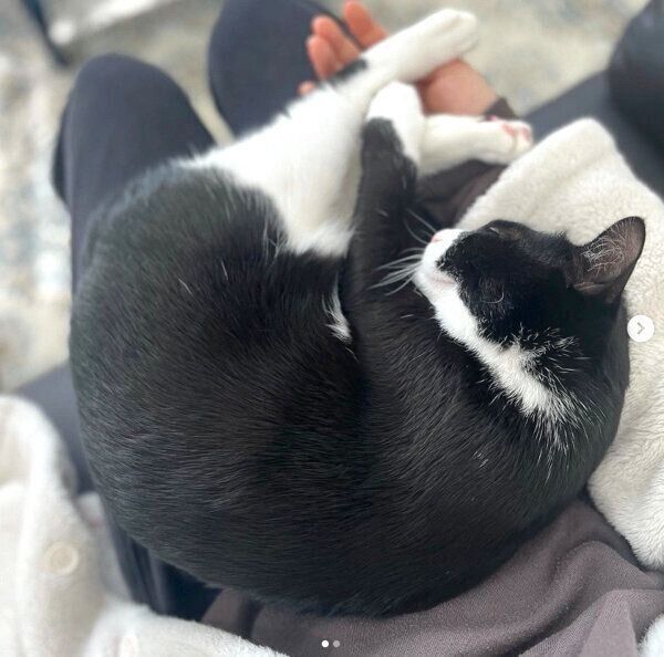 飼い主さんの膝の上で眠るぽんずちゃん