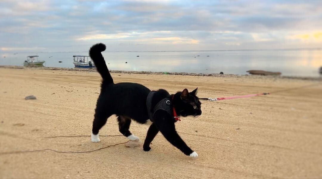 ビーチを歩くララちゃん