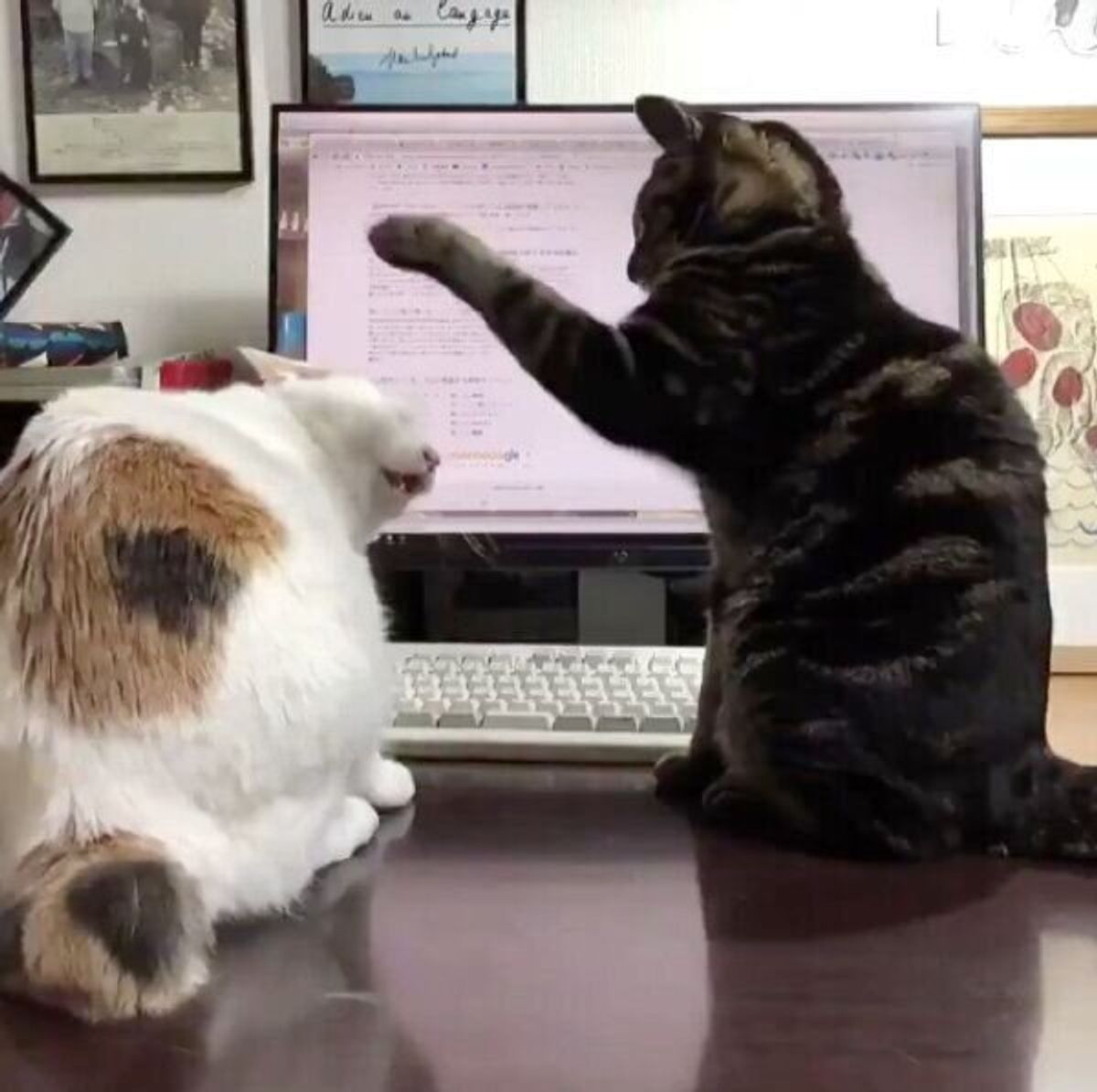猫の喧嘩をスローモーションで見たら 大迫力の可愛さに6万人が爆笑 ねこのきもちweb Magazine 猫の喧嘩をスローモーションで見たら 大迫力の可愛さに6万人が爆笑 ねこのきもちweb Magazine