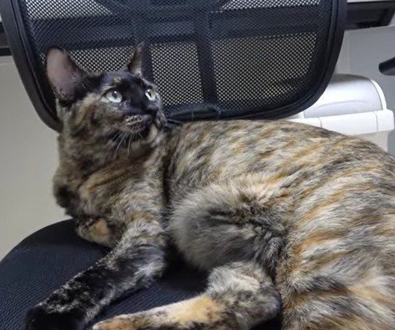 イスでくつろぐ猫