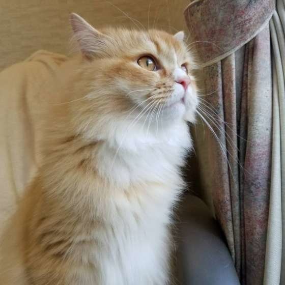 遠くを見つめるラガマフィン