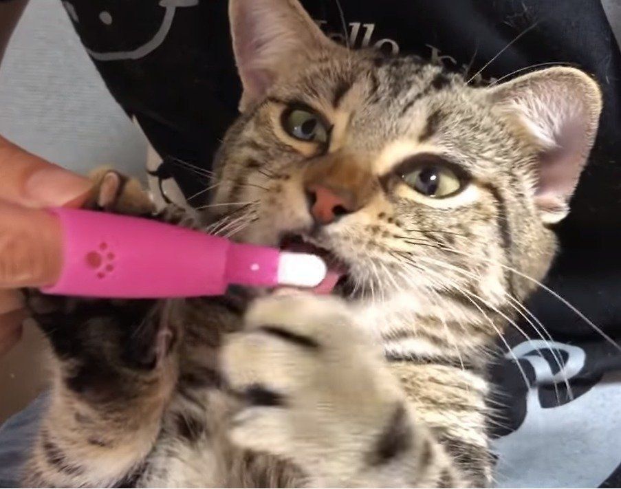 歯磨きする猫