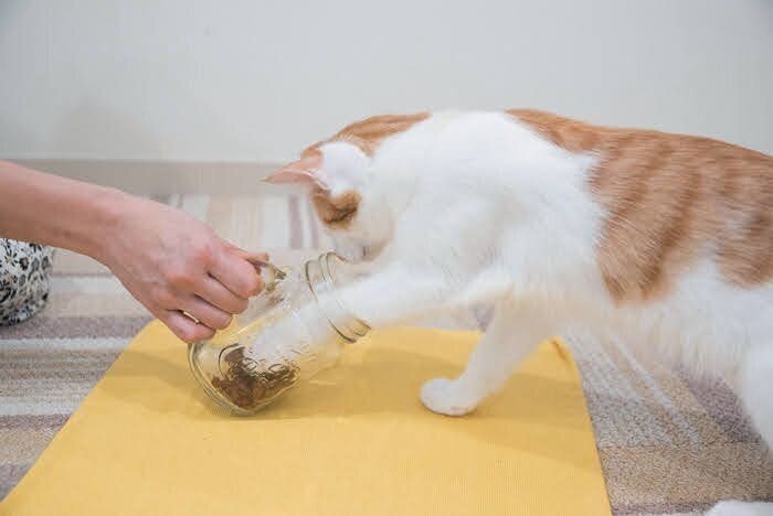瓶を傾けて猫にフードを見せる