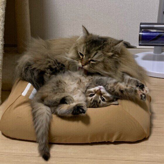 仲良しなあろはちゃんとうたちゃん