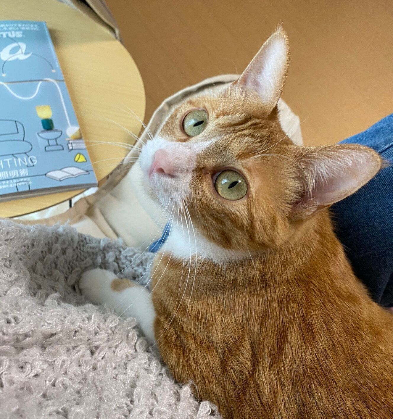 見つめるラテちゃん