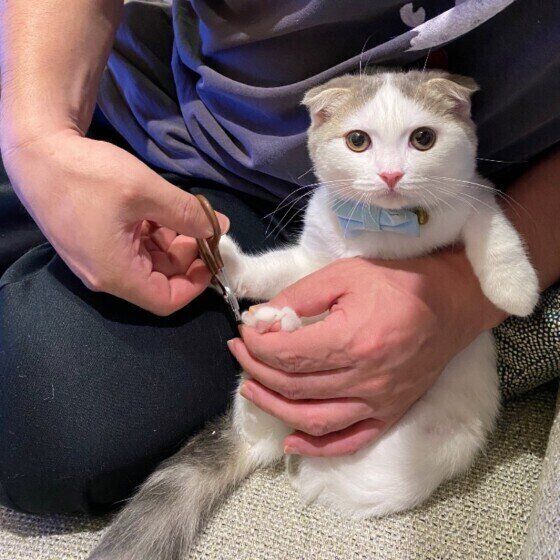 爪切りをされるスコティッシュフォールド