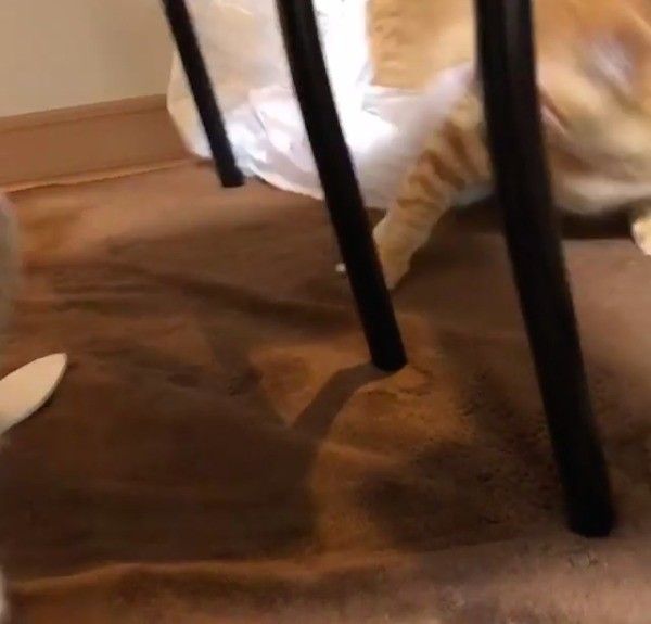 ビニール袋とたわむれる猫