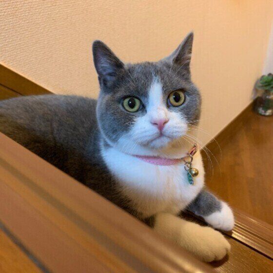 見つめるブリティッシュショートヘア