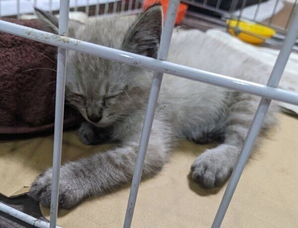 保護当時のしらすくん