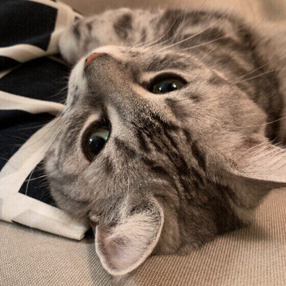 寝起きのアメリカンショートヘア