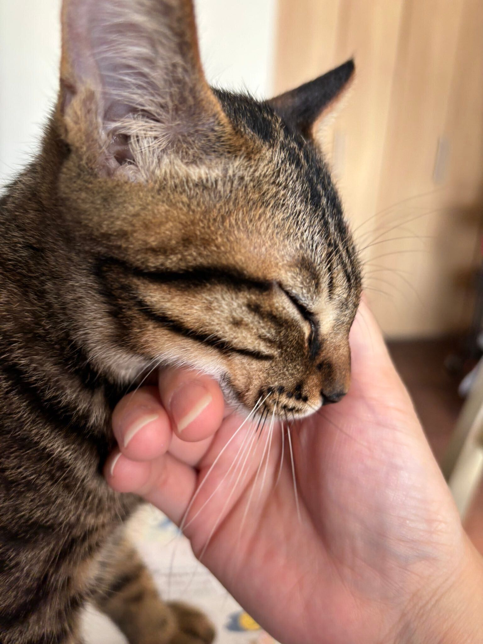 飼い主に撫でられている猫