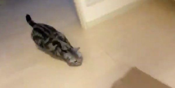 ゆっくりダンボールに近づくアビーちゃん