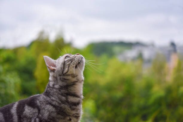 空を見ている猫