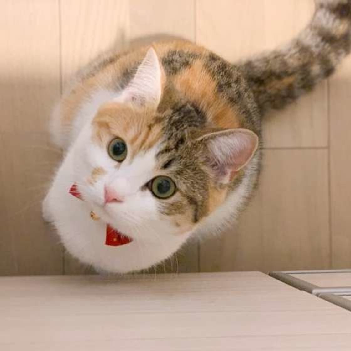調査 猫は炊飯器の上に乗るのが好き かわいい光景だけど注意も ねこのきもちweb Magazine 調査 猫は炊飯器の上に乗るのが好き かわいい光景だけど注意も ねこのきもちweb Magazine