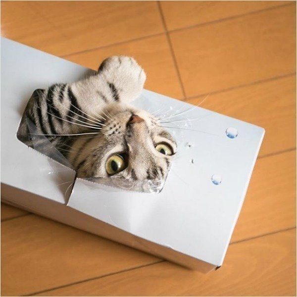 狭いところが好きなアメリカンショートヘア