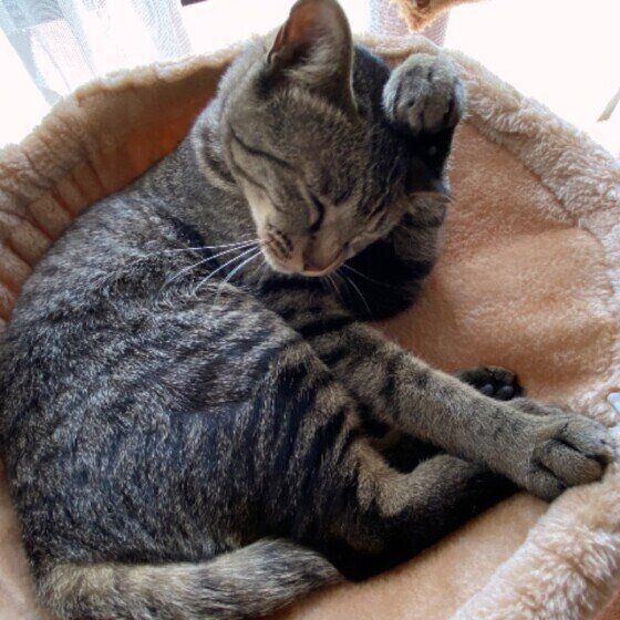 顔を洗う猫（MIX、メス）