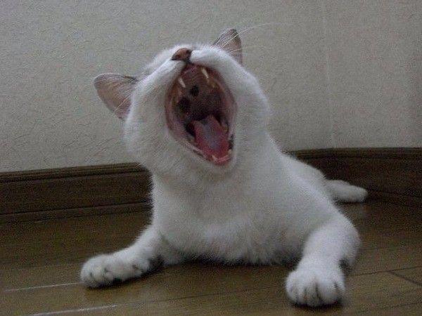 大きな口を開ける猫