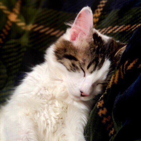 キジトラの福ちゃん