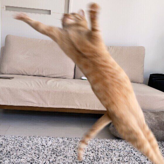 ジャンプする茶トラ