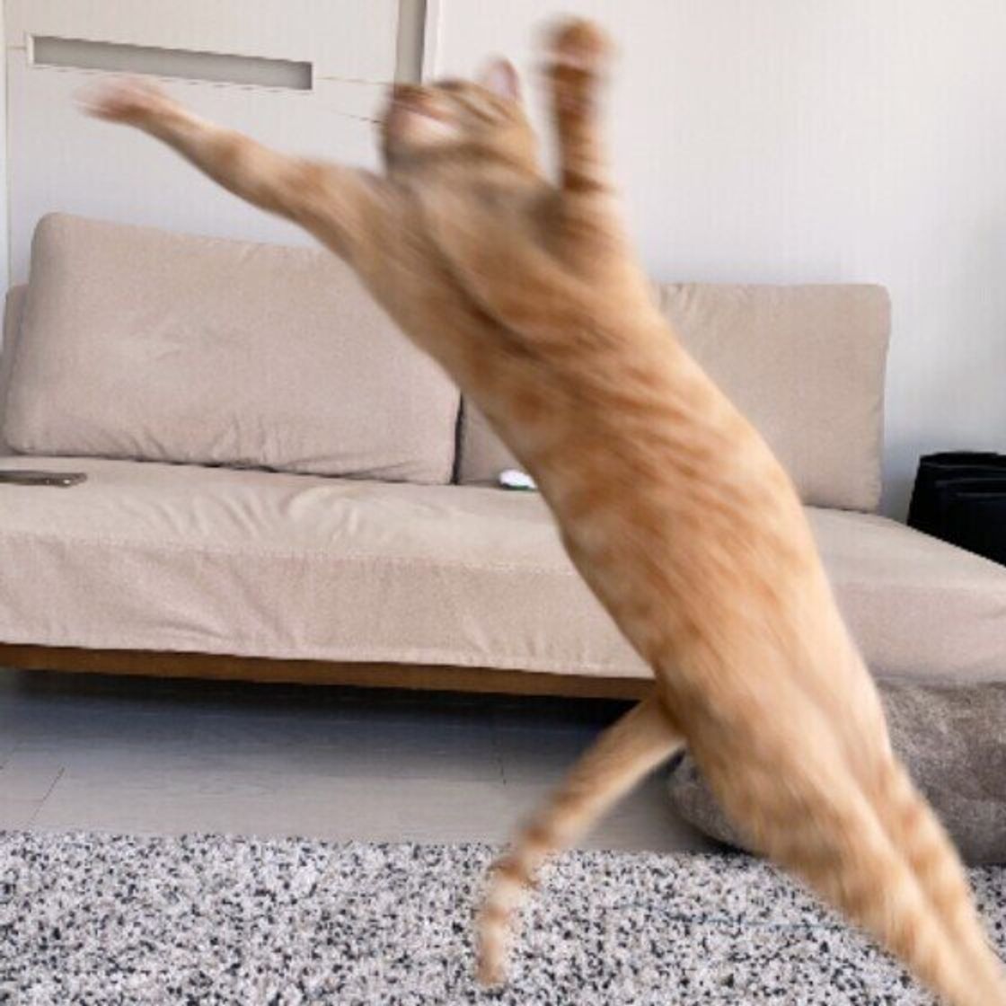 自分で驚いたり人のせいにしたり 猫の おならあるある を調査した結果 ねこのきもちweb Magazine 自分で驚いたり人のせいにしたり 猫の おならあるある を調査した結果 ねこのきもちweb Magazine