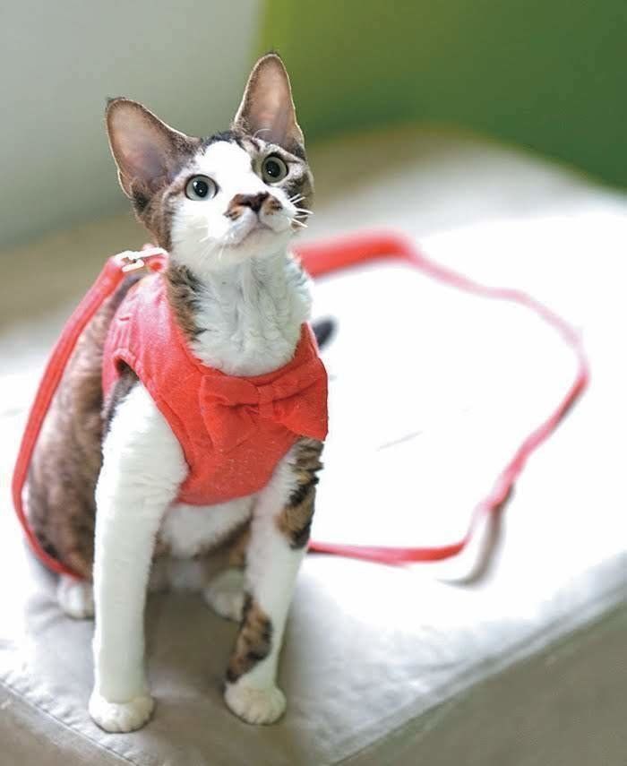 ハーネスのつけ方を試しておく