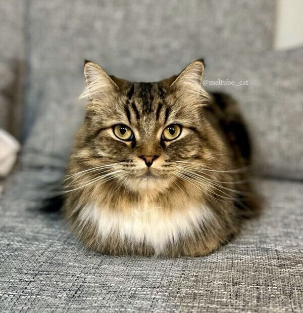 見つめるメルくん