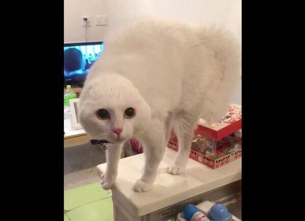 耳がなくなるハク様