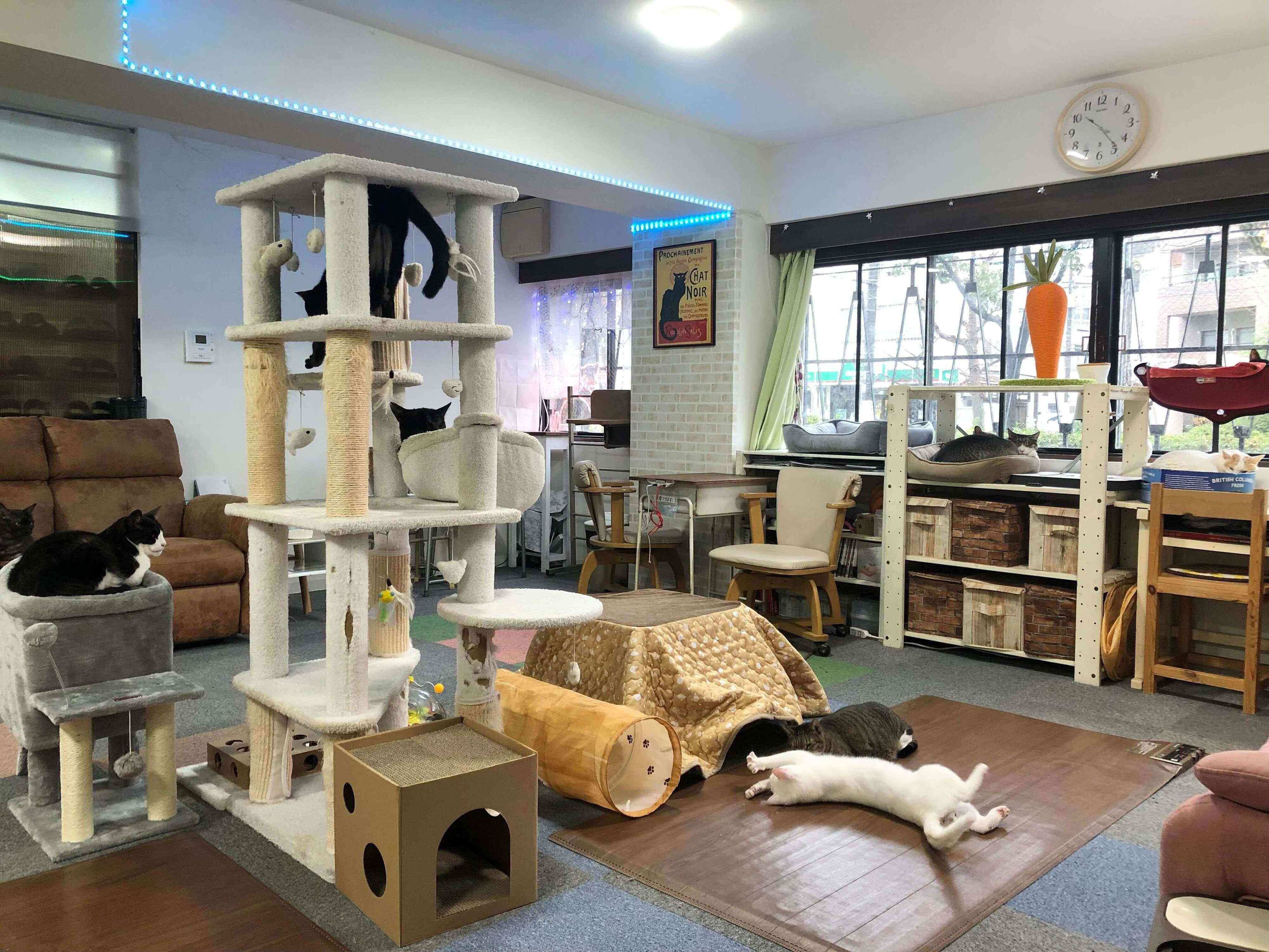 広い窓が特徴。35畳ほどの広さで15匹の猫が思い思いに過ごす