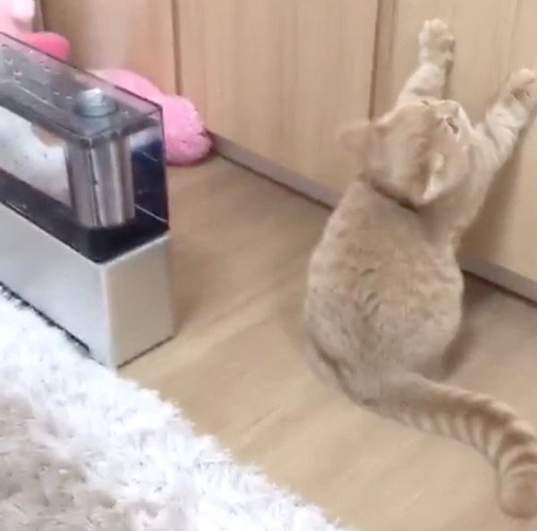 加湿器が気になるここちゃん