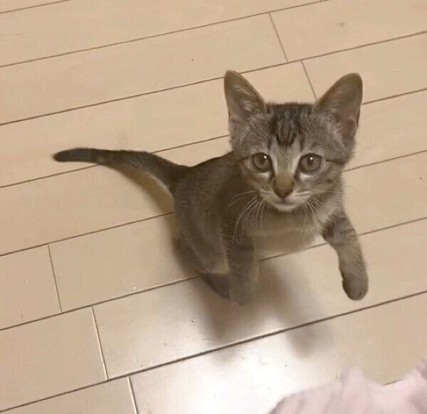 一生懸命返事をするとろろちゃん