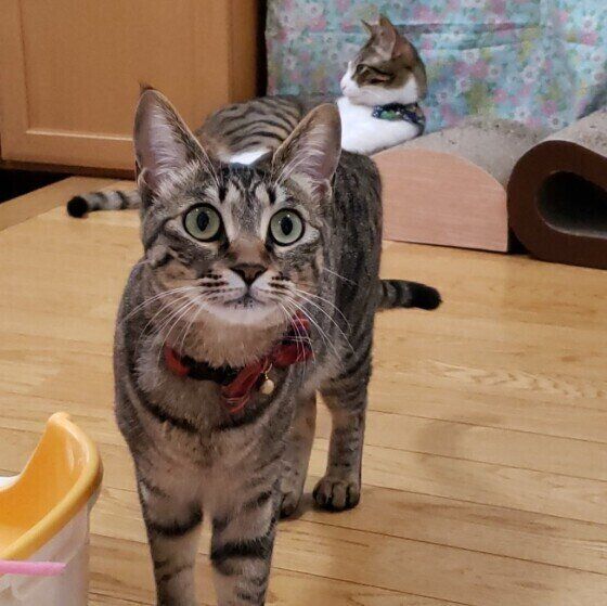 飼い主さんを見つめる猫（MIX、メス）