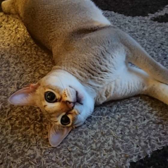 シンガプーラ まゆちゃん 