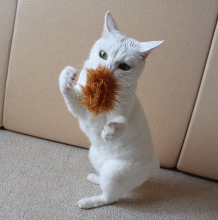 おもちゃをキャッチするリリーちゃん