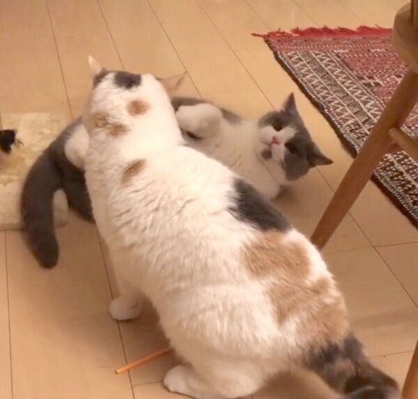 ねね子ちゃんに襲撃されたドラ千代くん