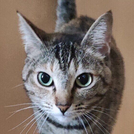 耳をピンと立てるキジトラ猫