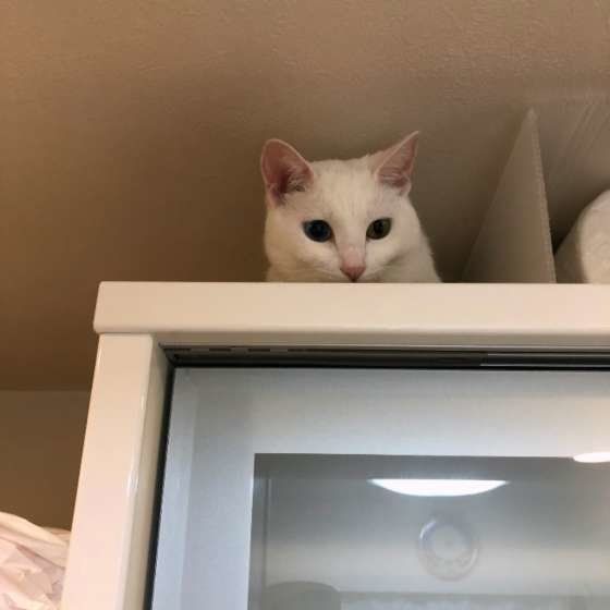 隠れる白猫